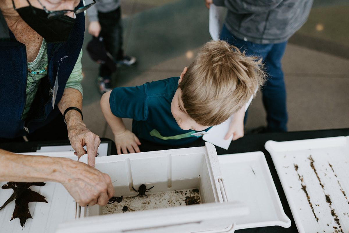 Adult and child looking into a container filled with water and live bugs.