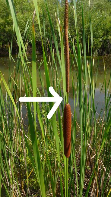 Hybrid cattail with arrow pointing to gap that identifies the cattail as a hybrid.